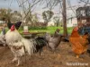 16 Upper Turon Road, Sofala, NSW 2795-Image