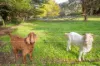 1605 Don Road, Don Valley, Vic 3139-Image