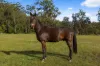 161 Delicia Road, Mapleton, Qld 4560-Image