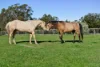 162 Diggings Road, Willowmavin, Vic 3764-Image