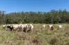 1625 Wivenhoe - Somerset Road, Dundas, Qld 4306-Image