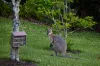 164 Curramore Road, Witta, Qld 4552-Image