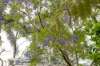 165 Arundel Street, Forest Lodge, NSW 2037-Image