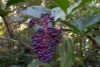 165 Lindsay Road, Carmoo QLD 4852-Image