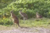 165 Lindsay Road, Carmoo QLD 4852-Image