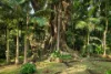 166 Mcgettigans Lane, Ewingsdale, NSW 2481-Image