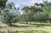 166 Tinpot Road, Woodchester, SA 5255-Image
