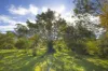 167 Germany Lane, Dyers Crossing, NSW 2429-Image