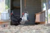 167 Kalbar Connection Road, Kalbar, Qld 4309-Image