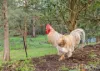 167 Upper Turon Road, Sofala, NSW 2795-Image