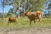 1692b Kenilworth Skyring Creek Rd, Tuchekoi, Qld 4570-Image