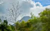 16C Azalea Street, Mullumbimby, NSW 2482-Image