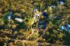 17  Burnett Road, Castlemaine, Vic 3450-Image