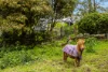 17 Charlick Road, Crafers West, SA 5152-Image
