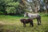 17 Charlick Road, Crafers West, SA 5152-Image