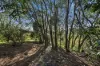 17 Church Street, Cygnet, Tas 7112-Image