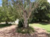17 Dela Court, Cooroibah, Qld 4565-Image