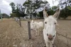17 Drayton Street, Nanango, Qld 4615-Image