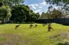 17 Ellwood Drive, Bellmere QLD 4510-Image
