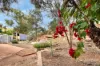 17 Gilbert Place, Larapinta, NT 0875-Image