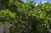 17 Gouge Street, Morgan, SA 5320-Image