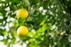17 Greenhills Esplanade, Maleny, Qld 4552-Image