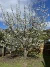 17 Marginata Crescent, Dwellingup, WA 6213-Image