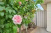 17 Mcguire Court, Hackham, SA 5163-Image