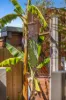 17 Meaby Street, Jan Juc, Vic 3228-Image