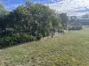 17 Osler street, Meandarra, Qld 4422-Image