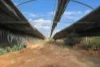 171 Ash Road, Wattle Ridge, Qld 4357-Image