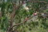 171 Waterfall Drive, Jerrabomberra, NSW 2619-Image
