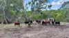 1715 Kersbrook Road, Humbug Scrub, SA 5114-Image