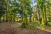 175 Coolamon Scenic Drive, Coorabell, NSW 2479-Image