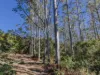 175 Midginbil, Murwillumbah, NSW 2484-Image