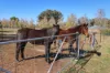 177 Camp Road, Cowra, NSW 2794-Image