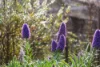 179 Harveys Farm Road, Bicheno, Tas 7215-Image
