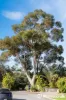 17A Constance Street, Bayswater, WA 6053-Image