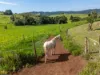 18-20 Robertson Road, Utchee Creek, Qld 4871-Image