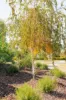18 Lindsay Pryor Street, Wright, ACT 2611-Image