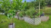 18 Lowther Close, Redlynch, Qld 4870-Image