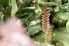 18 Rosella Road, North Maleny, Qld 4552-Image