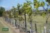 18 Steinhardts Road, Moffatdale, Qld 4605-Image