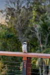 18 Wattle Street, Cooroy, Qld 4563-Image