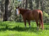 180 Evans Road, Cockatoo, Vic 3781-Image