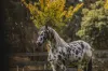 180 Fords Outlet Road, Deans Marsh, Vic 3235-Image