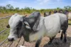 180 Venture Road, Bynoe, NT 0822-Image