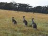 181 Drapers Road, Colo Vale NSW 2575-Image