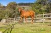 185 Osheas Road, Kilmore East, Vic 3764-Image