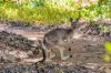 186 Holyoake Road, Dwellingup, WA 6213-Image